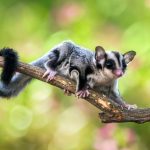Sugar Glider Hewan Eksotis Menggemaskan Aktif Di Malam Hari