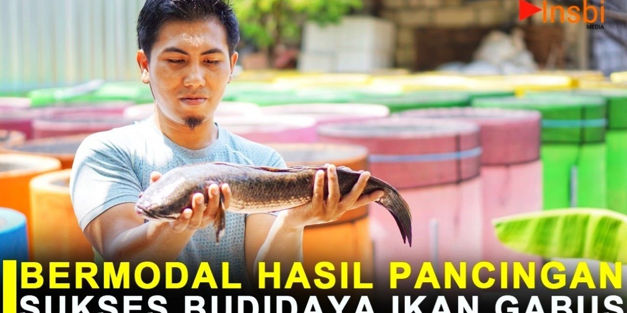 Bisnis Ikan Gabus Mampu Hasilkan Puluhan Hingga Ratusan Juta