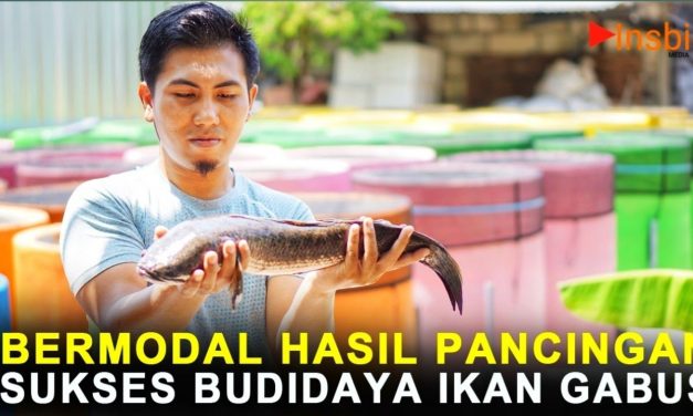 Bisnis Ikan Gabus Mampu Hasilkan Puluhan Hingga Ratusan Juta