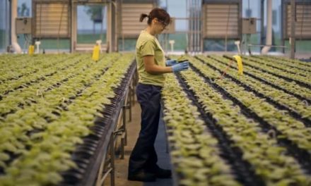 Profesi Petani Cabai Opsi Usaha Sampingan Alternatif Untukmu