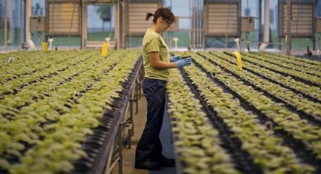 Profesi Petani Cabai Opsi Usaha Sampingan Alternatif Untukmu