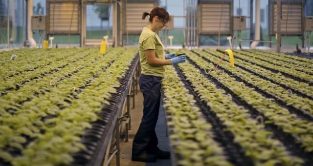 Profesi Petani Cabai Opsi Usaha Sampingan Alternatif Untukmu