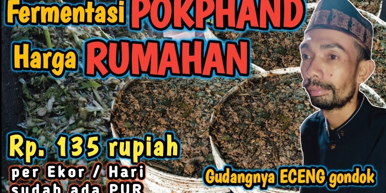 Teknik Fermentasi Eceng Gondok Sebagai Pakan Ternak Bernutrisi