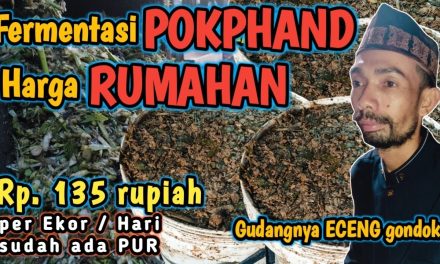 Teknik Fermentasi Eceng Gondok Sebagai Pakan Ternak Bernutrisi