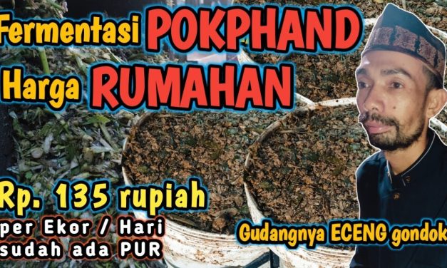 Teknik Fermentasi Eceng Gondok Sebagai Pakan Ternak Bernutrisi