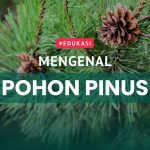 Manfaat Pohon Pinus Menjaga Keberlanjutan Ekosistem Hutan