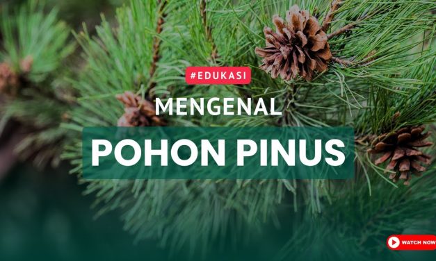 Manfaat Pohon Pinus Menjaga Keberlanjutan Ekosistem Hutan
