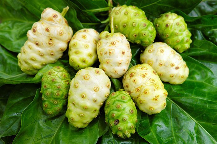 Tanaman Mengkud